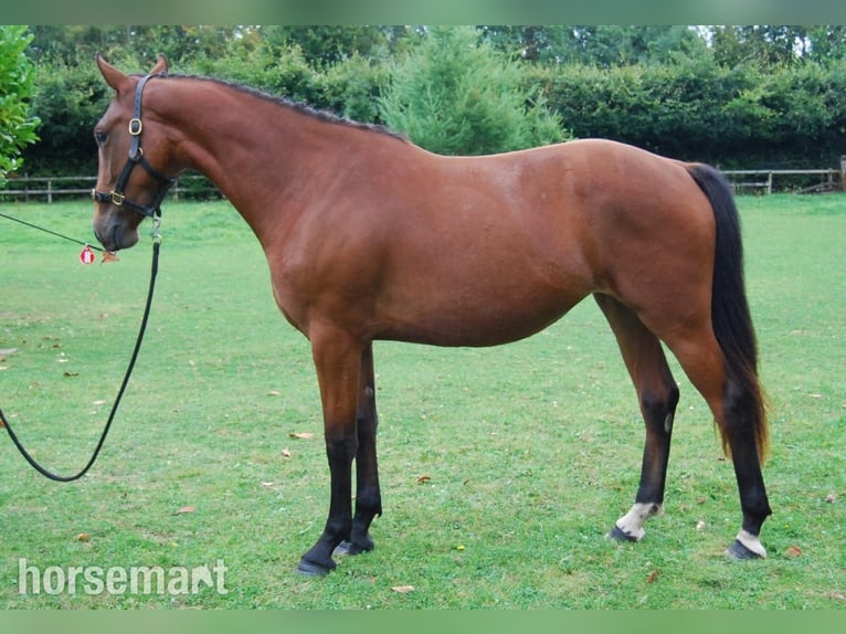 Irish sport horse Merrie 2 Jaar 147 cm Roodbruin in Dublin