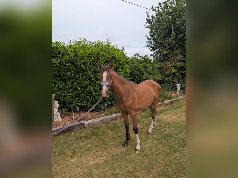 Irish sport horse Mix Merrie 2 Jaar 163 cm Roodbruin in Newark