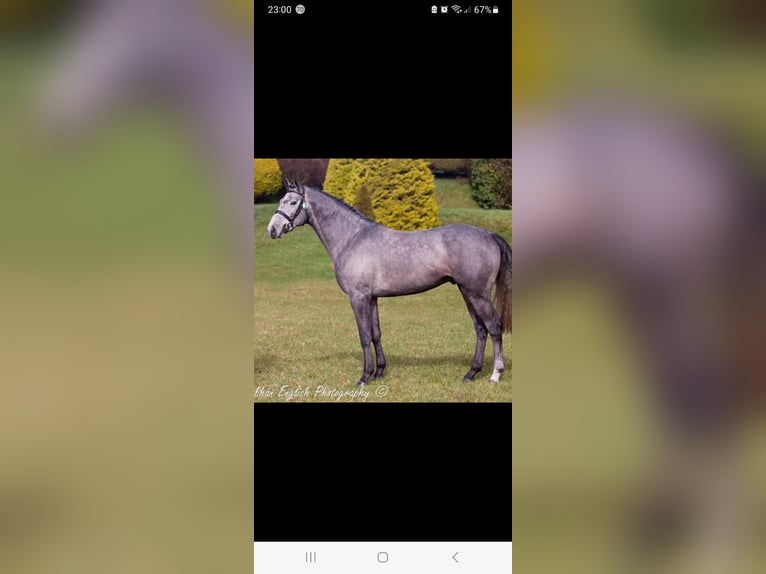 Irish sport horse Merrie 2 Jaar 168 cm Donkere-vos in Mayo