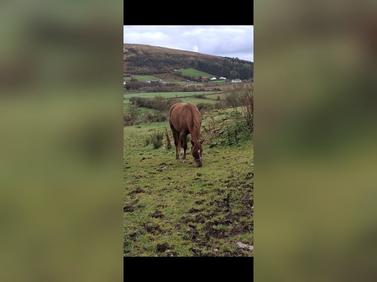 Irish sport horse Merrie 2 Jaar 168 cm Donkere-vos in Mayo