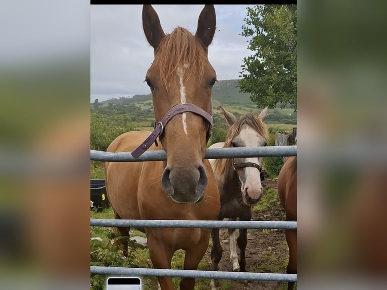 Irish sport horse Merrie 2 Jaar 168 cm Donkere-vos in Mayo