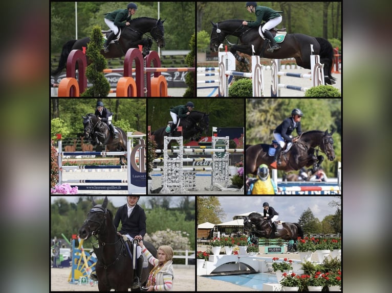 Irish sport horse Merrie 2 Jaar 168 cm Zwart in Pembrokeshire