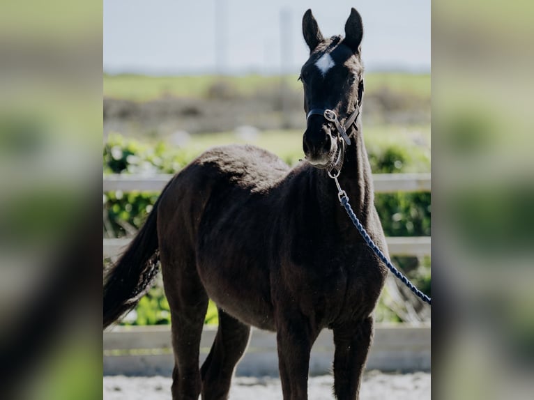 Irish sport horse Merrie 2 Jaar 168 cm Zwart in Pembrokeshire