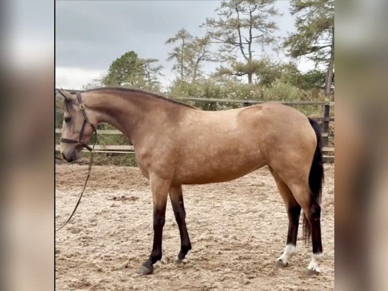 Irish sport horse Merrie 3 Jaar 148 cm Falbe in Leitrim