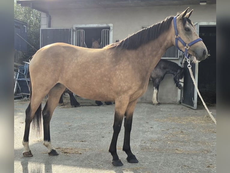 Irish sport horse Merrie 3 Jaar 148 cm Falbe in Leitrim