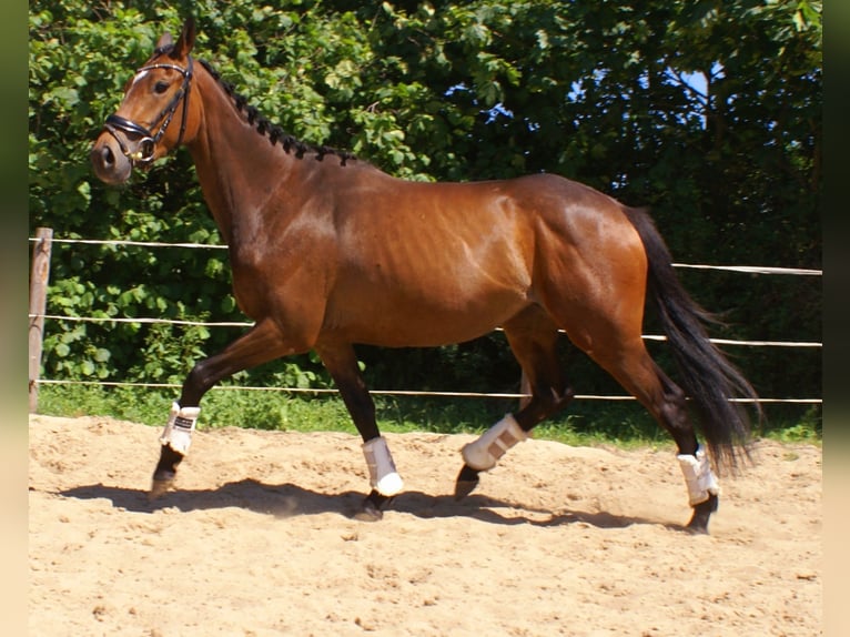 Irish sport horse Merrie 3 Jaar 152 cm Bruin in Velpke