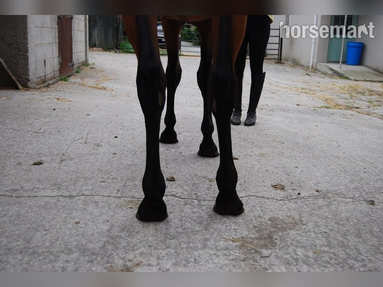 Irish sport horse Merrie 3 Jaar 152 cm Roodbruin in Dublin