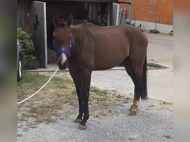 Irish sport horse Merrie 3 Jaar 160 cm Bruin in Lage