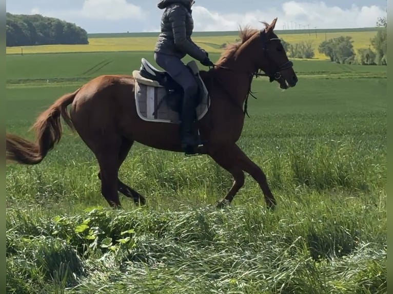 Irish sport horse Merrie 3 Jaar 160 cm Vos in Wülperode
