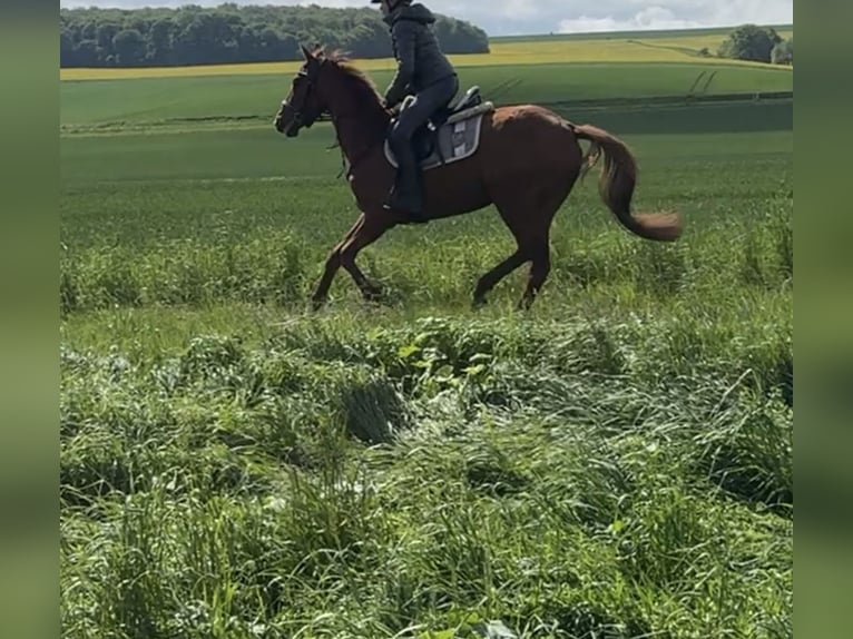 Irish sport horse Merrie 3 Jaar 160 cm Vos in Wülperode