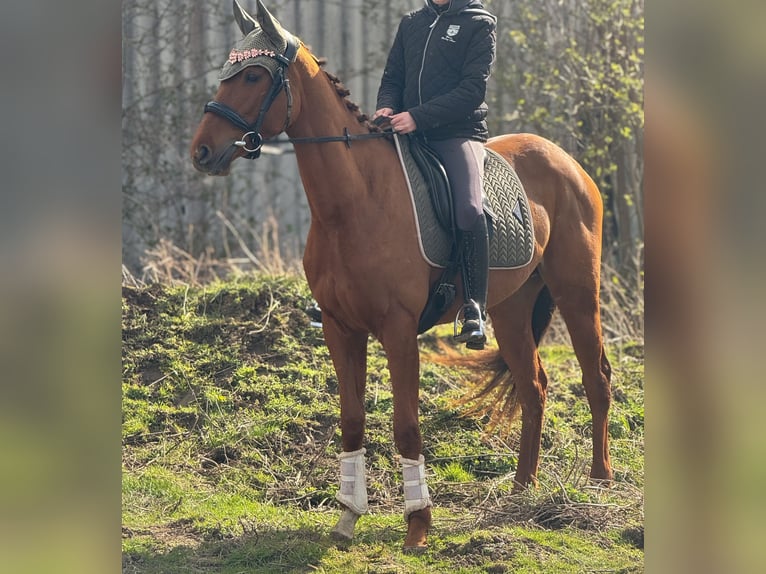 Irish sport horse Merrie 3 Jaar 160 cm Vos in Wülperode