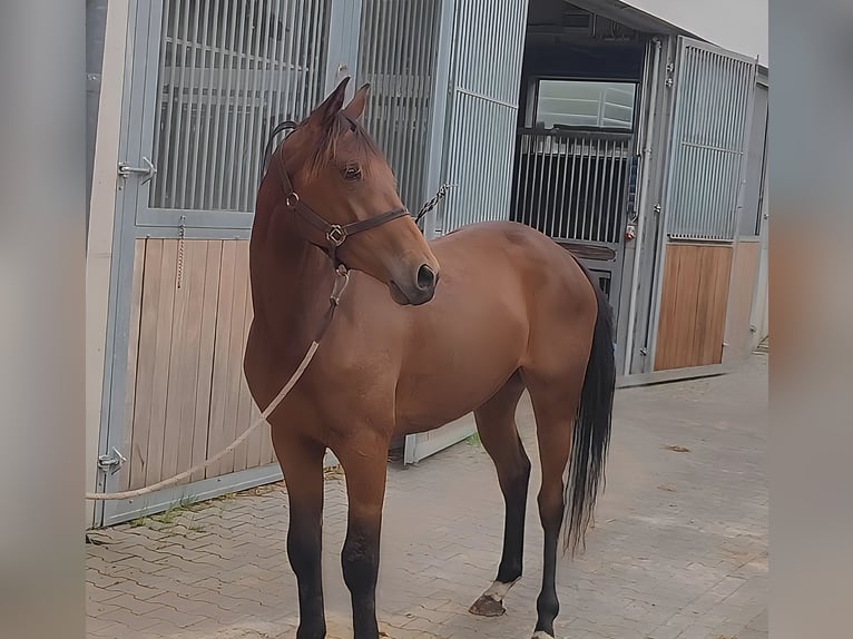 Irish sport horse Merrie 3 Jaar 162 cm Bruin in Lage
