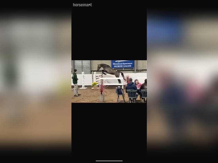 Irish sport horse Merrie 3 Jaar 165 cm Schimmel in Meath