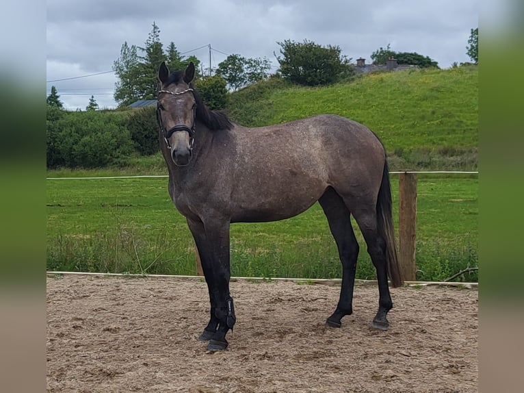 Irish sport horse Merrie 3 Jaar 170 cm in Enniscrone