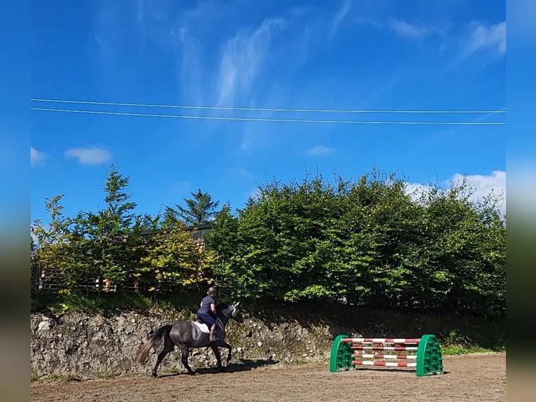 Irish sport horse Merrie 3 Jaar 170 cm in Enniscrone