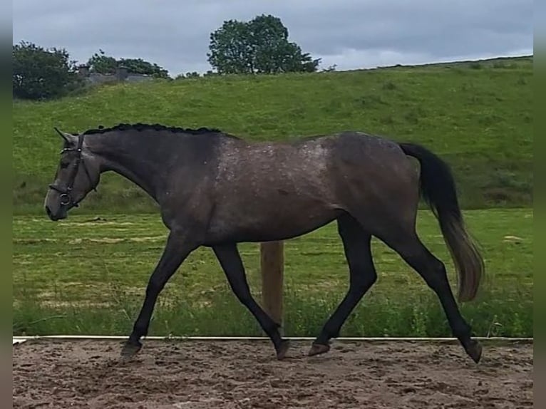 Irish sport horse Merrie 3 Jaar 170 cm in Enniscrone