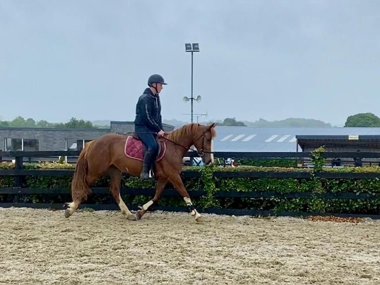 Irish sport horse Merrie 4 Jaar 138 cm Donkere-vos in Sligo