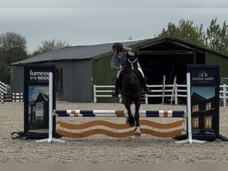 Irish sport horse Merrie 4 Jaar 154 cm Roodbruin in Raheen, Co. Laois