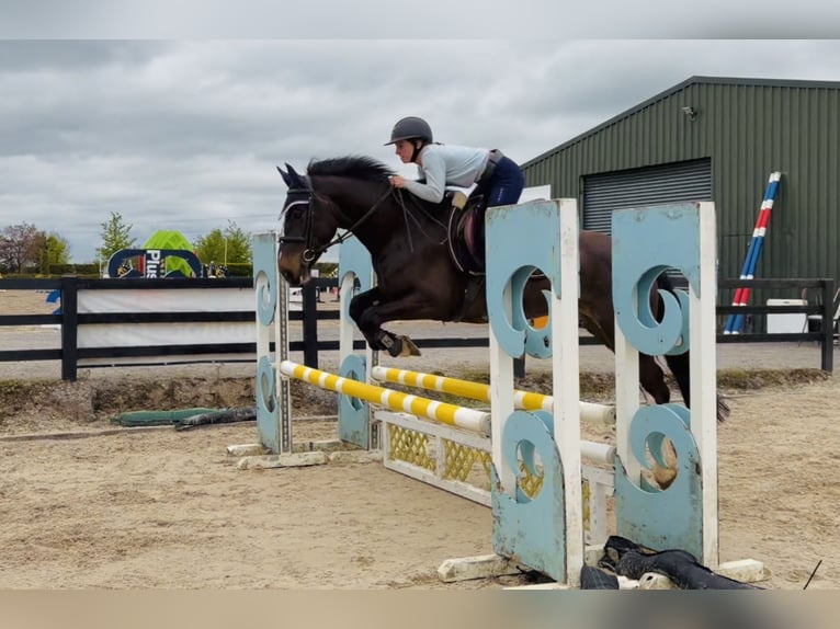 Irish sport horse Merrie 4 Jaar 154 cm Roodbruin in Raheen, Co. Laois