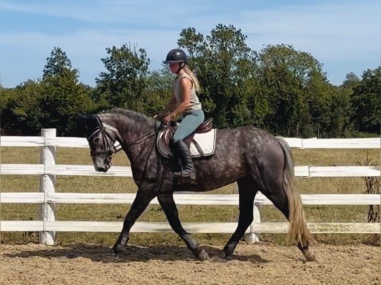 Irish sport horse Merrie 4 Jaar 155 cm Appelschimmel in Mountrath, Co. Laois