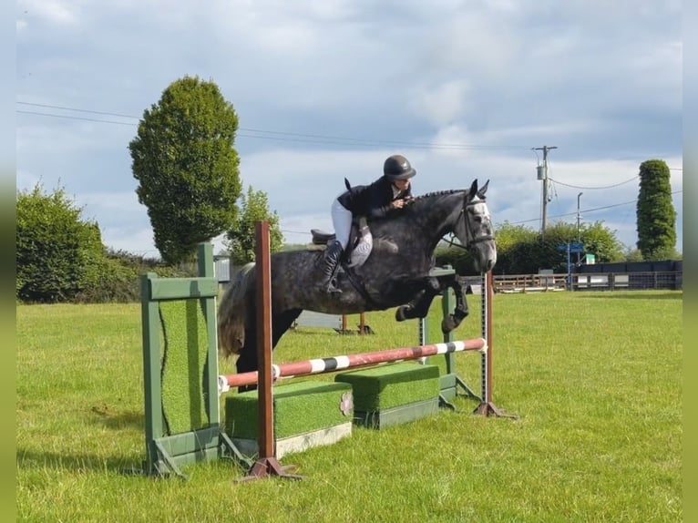 Irish sport horse Merrie 4 Jaar 155 cm Appelschimmel in Mountrath, Co. Laois
