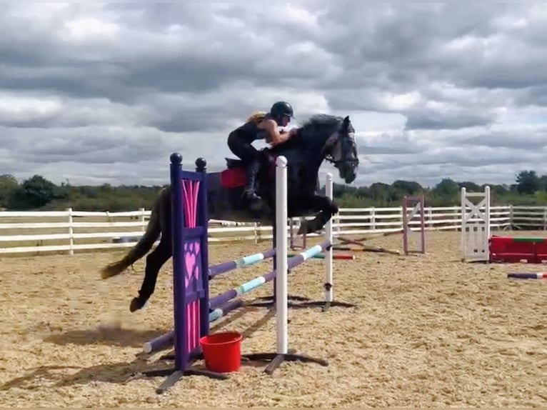 Irish sport horse Merrie 4 Jaar 155 cm Appelschimmel in Mountrath, Co. Laois