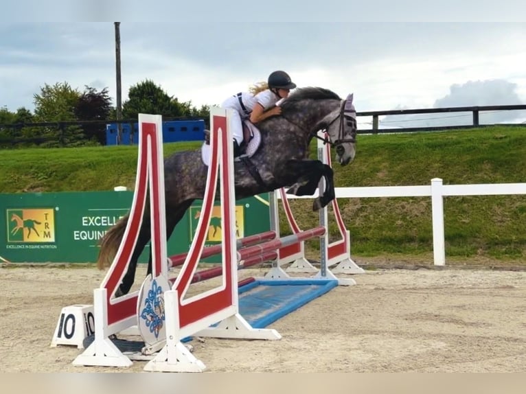 Irish sport horse Merrie 4 Jaar 155 cm Appelschimmel in Mountrath, Co. Laois