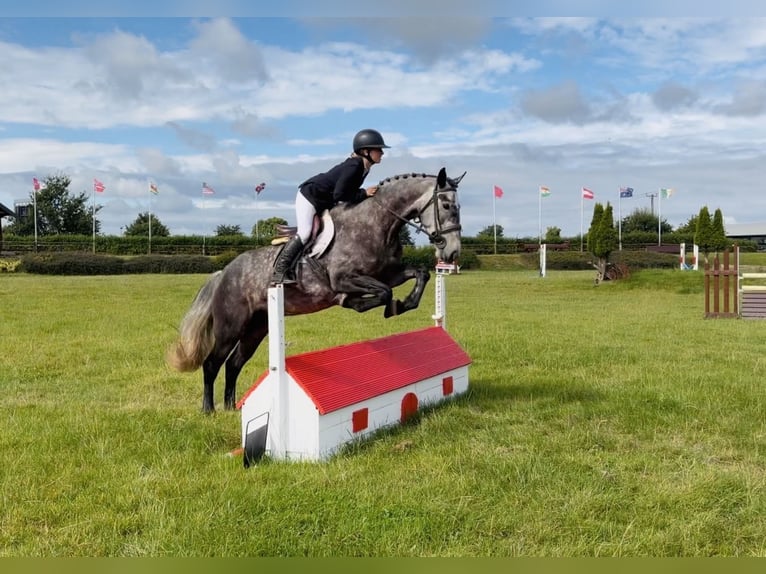 Irish sport horse Merrie 4 Jaar 155 cm Appelschimmel in Mountrath, Co. Laois
