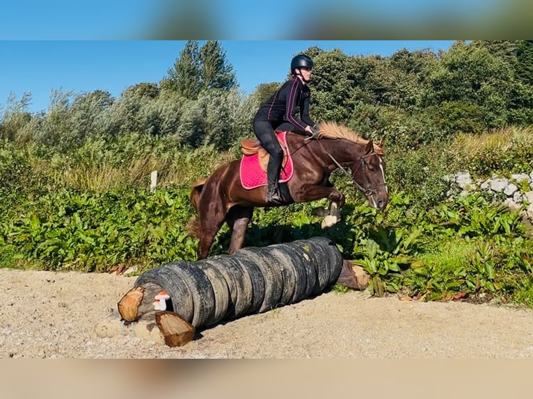 Irish sport horse Mix Merrie 4 Jaar 155 cm Donkere-vos in Trebbin
