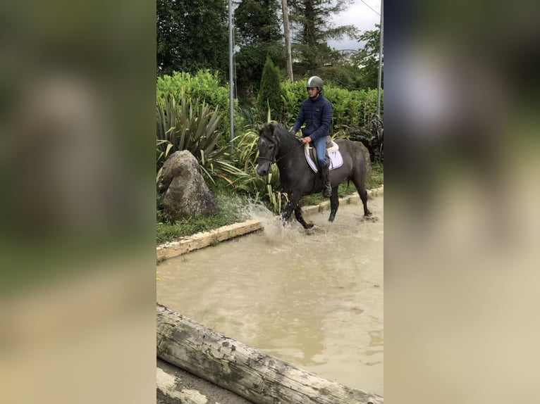 Irish sport horse Merrie 4 Jaar 155 cm Zwartschimmel in Galway
