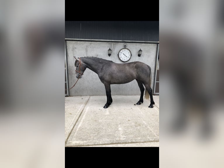 Irish sport horse Merrie 4 Jaar 155 cm Zwartschimmel in Galway