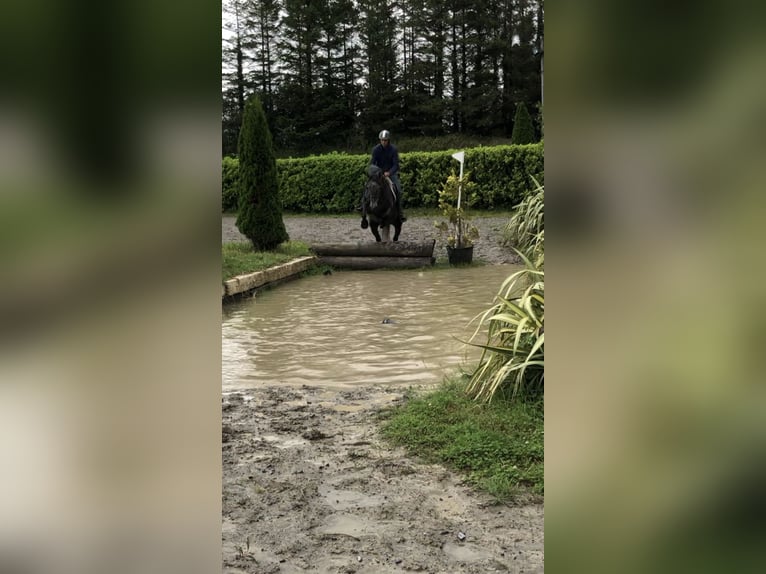 Irish sport horse Merrie 4 Jaar 155 cm Zwartschimmel in Galway