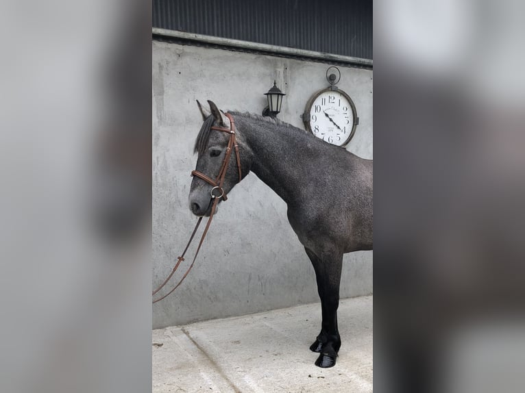Irish sport horse Merrie 4 Jaar 155 cm Zwartschimmel in Galway