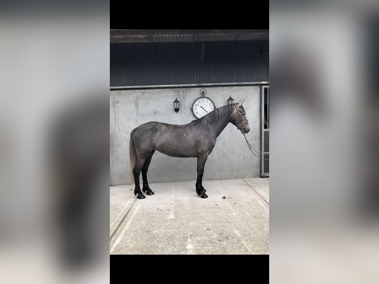 Irish sport horse Merrie 4 Jaar 155 cm Zwartschimmel in Galway