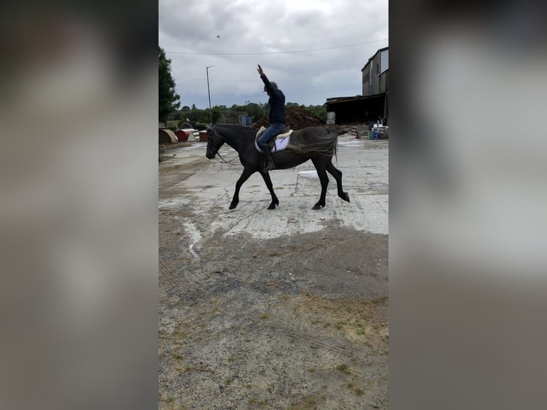 Irish sport horse Merrie 4 Jaar 155 cm Zwartschimmel in Galway