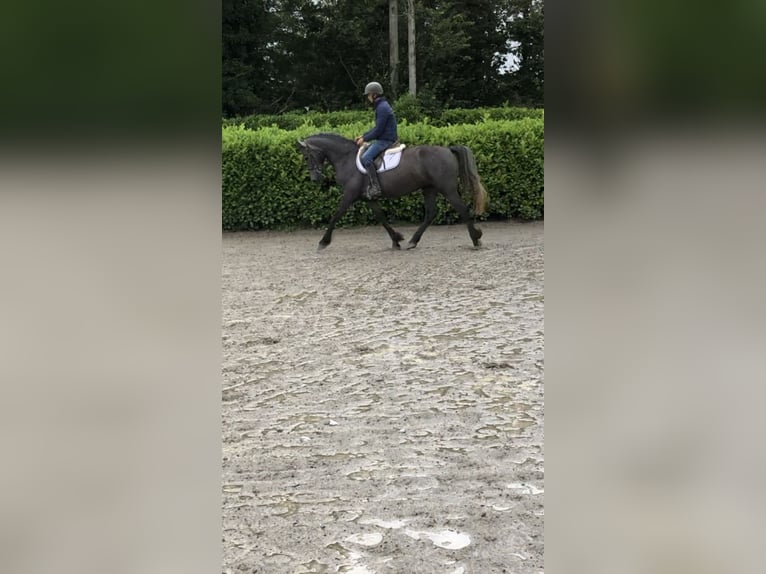 Irish sport horse Merrie 4 Jaar 155 cm Zwartschimmel in Galway