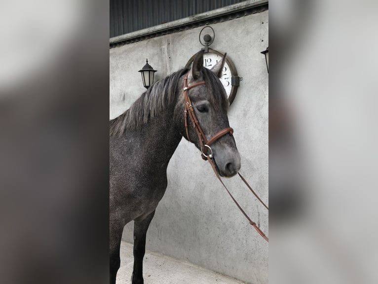 Irish sport horse Merrie 4 Jaar 155 cm Zwartschimmel in Galway