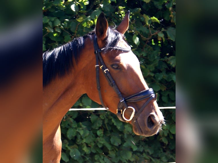 Irish sport horse Merrie 4 Jaar 156 cm Bruin in Velpke