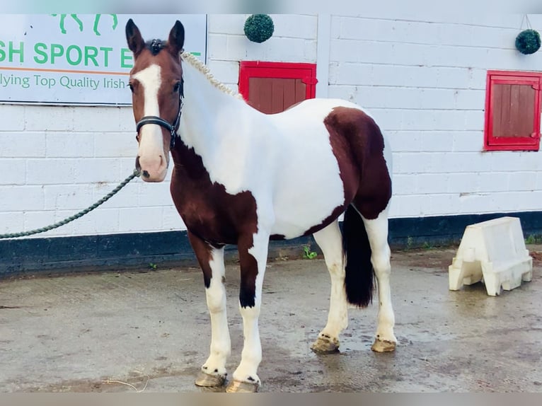 Irish sport horse Merrie 4 Jaar 158 cm Gevlekt-paard in Mountrath