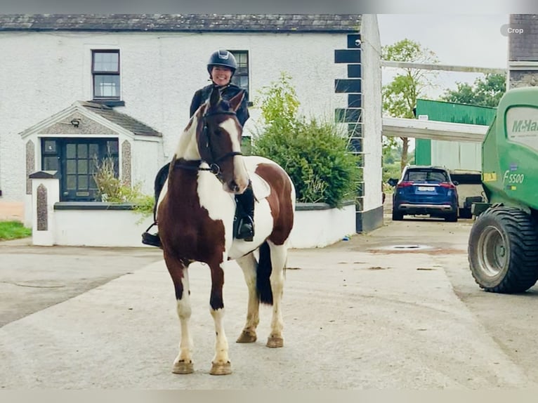 Irish sport horse Merrie 4 Jaar 158 cm Gevlekt-paard in Mountrath