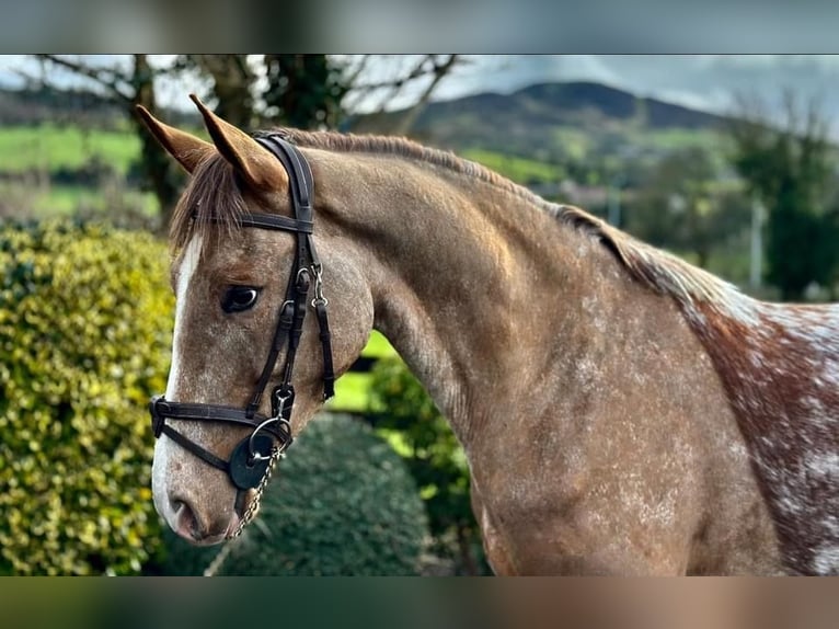 Irish sport horse Merrie 4 Jaar 158 cm Roan-Red in Dundalk