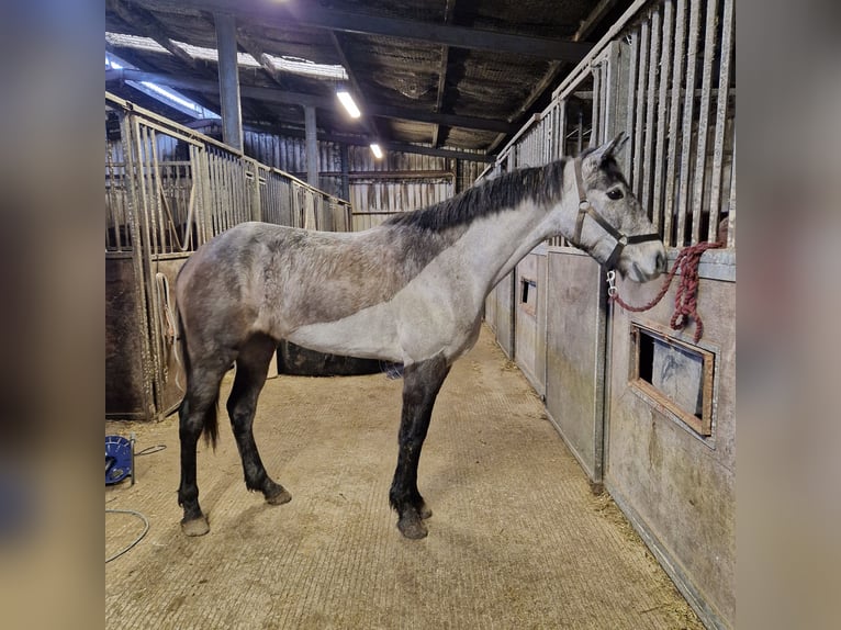 Irish sport horse Mix Merrie 4 Jaar 158 cm Schimmel in Clare