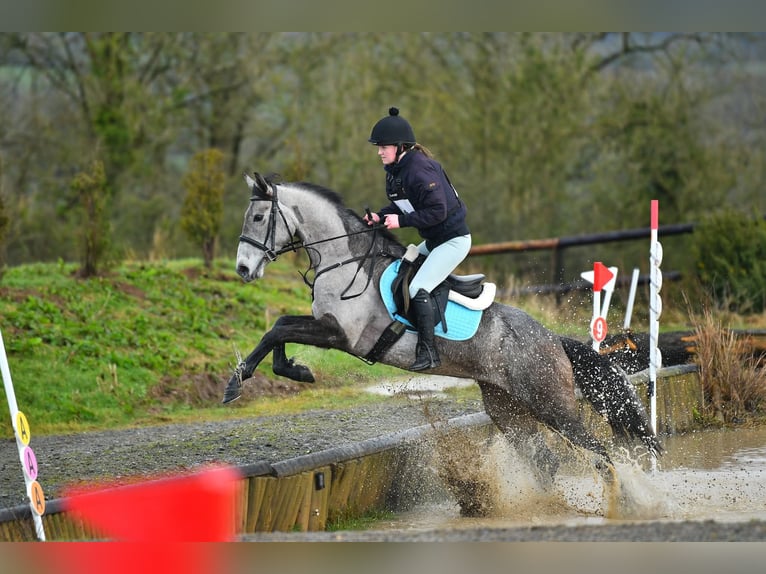 Irish sport horse Mix Merrie 4 Jaar 158 cm Schimmel in Clare