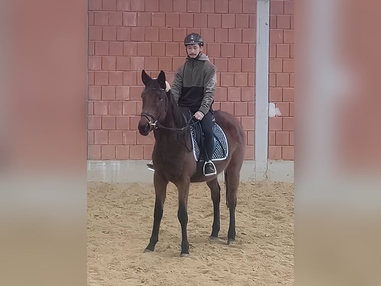 Irish sport horse Merrie 4 Jaar 160 cm Brauner in Lage