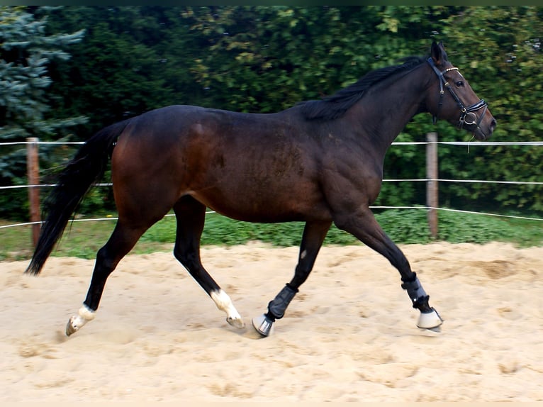 Irish sport horse Merrie 4 Jaar 160 cm Bruin in Velpke