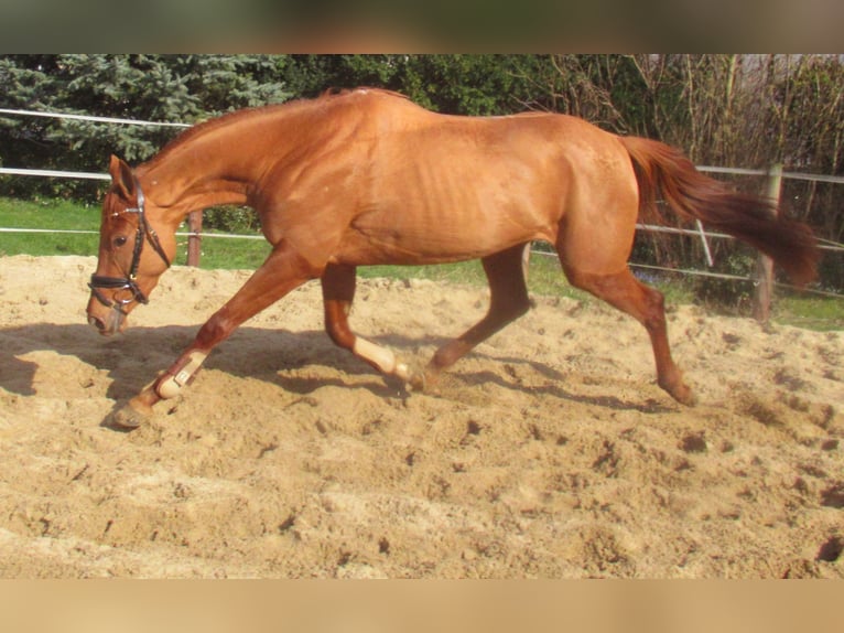 Irish sport horse Merrie 4 Jaar 160 cm Vos in Velpke