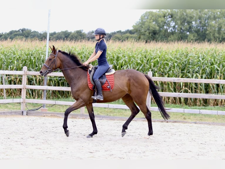 Irish sport horse Merrie 4 Jaar 162 cm Bruin in Bogaarden