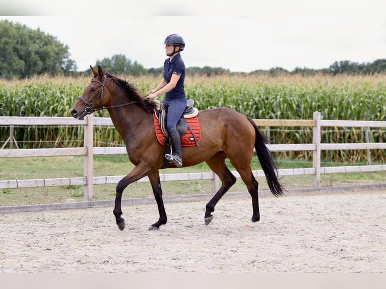 Irish sport horse Merrie 4 Jaar 162 cm Bruin in Bogaarden