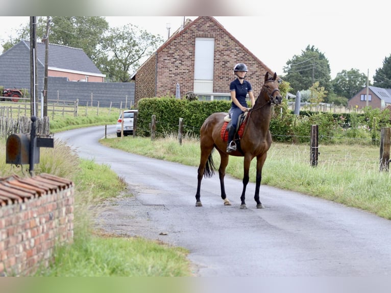 Irish sport horse Merrie 4 Jaar 162 cm Bruin in Bogaarden