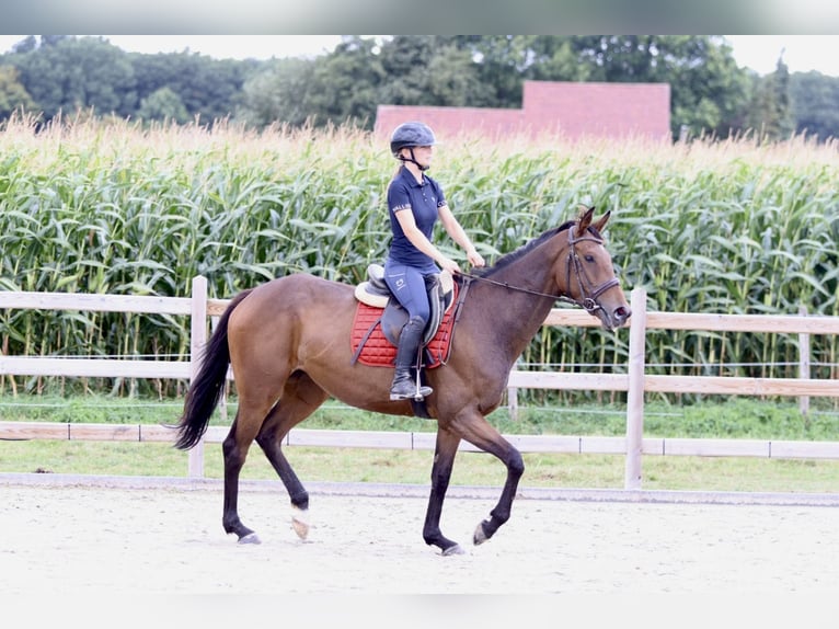 Irish sport horse Merrie 4 Jaar 162 cm Bruin in Bogaarden